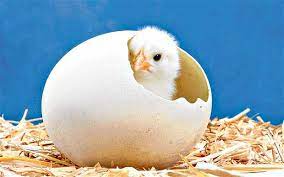 Telur ayam memiliki periode pengeraman selama 21 hari dan bisa menetas menggunakan ambil satu telur yang dierami dan dekatkan ke lubang. Kalau Manusia Mengerami Telur Ayam Apakah Bisa Menetas