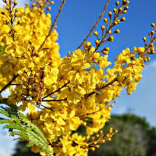 Image result for Limeum pterocarpum