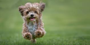 Chihuahua terrier mixes can range in various colors. 20 Best Hypoallergenic Dogs Top Dog Breeds That Don T Shed Fur