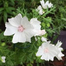 Malva Moschata Alba Plant Identification Planting Flowers Plants
