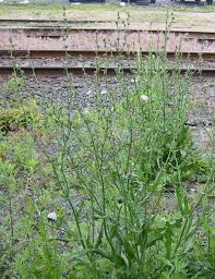 Image result for Cichorium