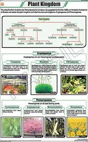 Plant Kingdom For Botany Chart