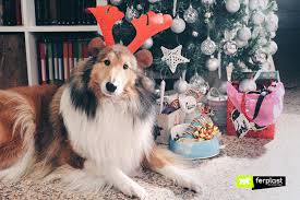I 12 cani di natale streaming altadefinizione 1931: Cani E Regali Di Natale Cucce E Accessori Per Cani Di Taglia Grande Love Ferplast