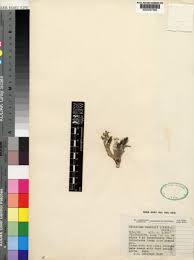 Image result for Orbea knobelii