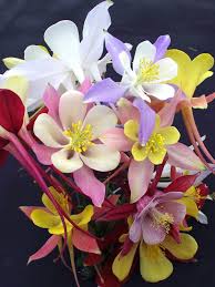 Image result for Aquilegia pompom mix
