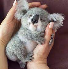 Pin Di Ogi Su Animals Cucciolo Di Koala Animali Sorridenti Animali