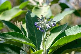 Image result for Isachne mauritiana