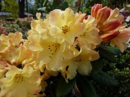 Port Kells Nurseries Garden Photo Blog Garden Photos Rhododendron Trees And Shrubs