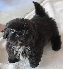 Yes, shih tzu puppies may change color as they mature. Shih Tzu Puppy Heavenly Puppies