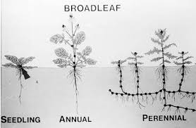 These weeds, however, are difficult to kill after they develop rhizomes, stolons, tubers or for example, some weeds germinate and grow very quickly and may dominate a field seeded with a slower growing vegetable. Life Cycle Of Weeds The Andersons