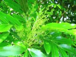 Image result for Lecaniodiscus fraxinifolius