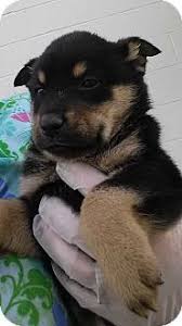 Rottweiler puppies for adoption in nc. 9 Malaweilers Ideas Rottweiler Mix Rottweiler Puppies