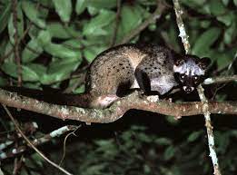 Bermimpi tentang atap mewakili perlindungan. 4 Cara Mengusir Musang Yang Berkeliaran Di Sekitar Rumah Rumah123 Com