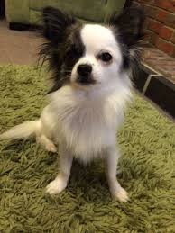 Long haired chihuahua vs short haired chihuahua. Black And White Long Haired Chihuahua For Stud Portsmouth Hampshire Pets4homes Long Haired Chihuahua Puppies Chihuahua Dogs Chihuahua Puppies