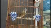 Disiplin, suara burung flamboyan tidak kalah dengan burung setaranya. Flamboyan Jantan Gacor Untuk Memancing Bunyi Youtube