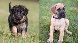 The german shepherd dog (or alsatian) is a breed of dog. German Shepherd Vs Great Dane Dog Breed Comparison