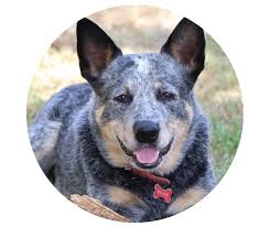 As luck would have it, our neighbor's mixed terrier got pregnant with their oz cattle dog. About Online Pet Supplies Horse Shop Pet Food Store