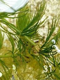 Image result for Ceratophyllum demersum