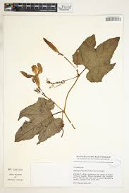 Image result for Lagenaria breviflora