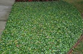 Like many landscape plants, it is propagated by rooting stem cuttings. Variegated Asiatic Jasmine Minima Qty 60 Live Plants Plants Seeds Bulbs Patio Lawn Garden Guardebem Com