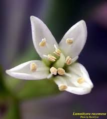 Image result for Lumnitzera racemosa