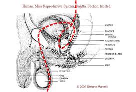 The Strange Circle In Kidney Channel Acupuncture Channel