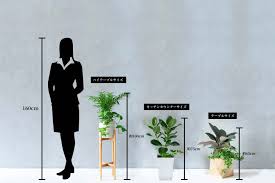 新商品！開店祝い、開業祝いにおすすめ 厳選観葉植物商品！