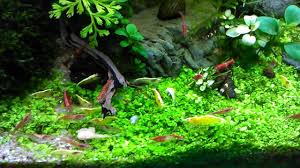 Pin By Ygeng On Aquascape Aquascape Aquarium Crustaceans