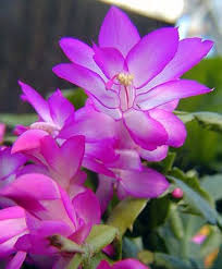 The most common pink flower cactus material is cotton. The Secret To Getting A Christmas Cactus To Bloom Temperature And Light Msu Extension