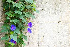 These members of the family droseraceae lure, capture, and digest insects using stalked mucilaginous glands covering their leaf surfaces. 10 Climber Plants For Your New Backyard Endeavour Homes