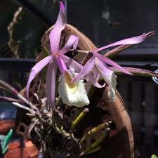 Lauderdale, miami and boca raton metro areas. Meeting October 8 2018 Orchid Auction Fort Lauderdale Orchid Society Orchids Oncidium Wild Orchid
