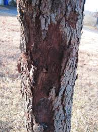 Redbud Tree Bark