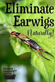 This creates a conundrum for gardeners… should earwigs be allowed to remain in your garden to eat up aphids and other pests? Natural Ways To Get Rid Of Earwigs Brown Thumb Mama