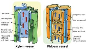 Tracheids are long cells that help transport xylem sap and also provide structural support. Image Result For Xylem Diagram Biology Plants Plant Science Teaching Biology