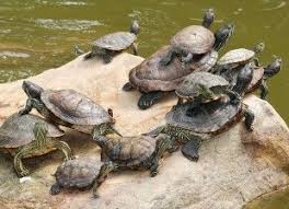 Petco Stop Selling Surrendered Pet Turtles To Meat Farm Pet Turtle Petco Turtle