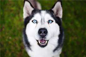 Sibirya Kurdu Husky Ozellikleri Ve Bakimi Pet Ihtiyac Blog