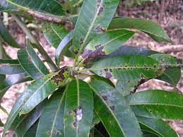 Mango Diseases And Pests Description Uses Propagation