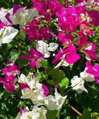 Image result for Bougainvillea sp. cultivar