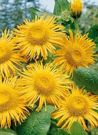 Image result for Inula mannii
