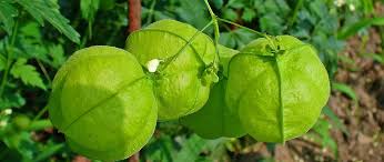 Image result for Cardiospermum