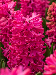 Image result for Hyacinth Red 2016 SL