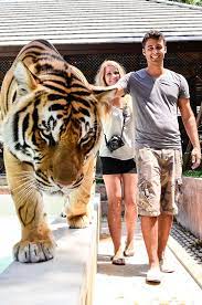 Tiger Kingdom Phuket Tiger Encounters In Phuket Thailand Phuket Thailand Thailand Honeymoon Thailand Adventure