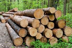 A reference to the pitbull song timber ft. Timber Samadua Website