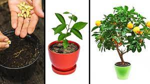15 Plantas Que Voce Pode Facilmente Cultivar Em Sua Cozinha Youtube