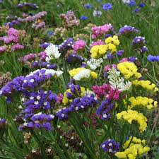 Annual flowers for sale uk. Statice Seed Supreme Series Mixed Limonium Sinuatum