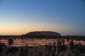 Field of light is a stunning art installation in the red desert sand in the shadow of uluru with over 50,000 glowing glass spheres. Everything You Need To Know Before You Visit Uluru