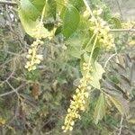 Image result for Allophylus rubifolius