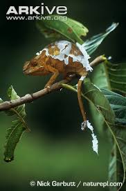 「http://pantherchameleon.de skim」的圖片搜尋結果