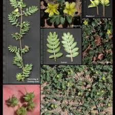 Image result for Zygophyllaceae