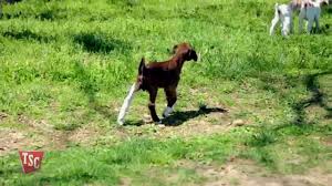 Nanny or mother goats take care of their young ones in several ways. How To Care For Baby Goats Youtube